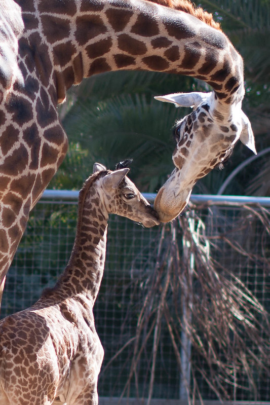 Giraffe mama and baby